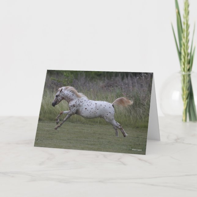 Carte Bob Langrish | Spotty Pony of America Leaping (Devant)