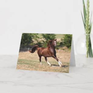 Carte Bob Langrish   Stallion arabe châtaignier courant 