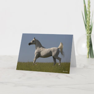 Carte Bob Langrish   Stallion arabe gris en campagne