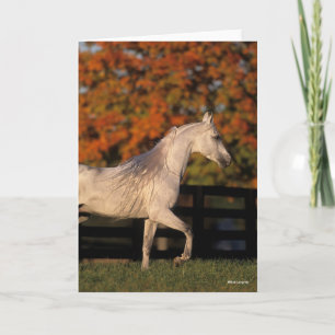 Carte Bob Langrish Stallion arabe gris marche automne