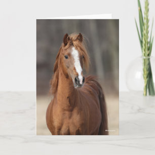 Carte Bob Langrish   Tête de tête de Hackney Pony de châ