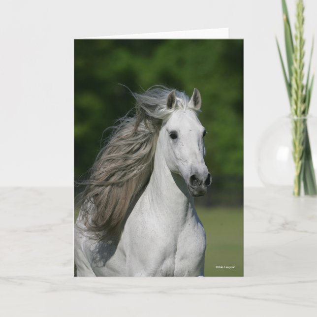 Carte Bob Langrish | Tirage de Stallion andalou gris (Devant)