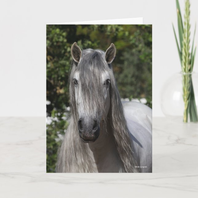 Carte Bob Langrish | Tirage de Stallion andalou gris (Devant)