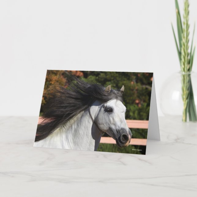 Carte Bob Langrish | Tirage d'écran gris de Stallion and (Devant)