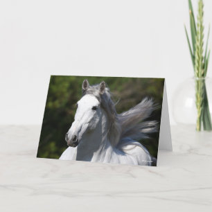 Carte Bob Langrish   Tirage d'un stallion andalou gris