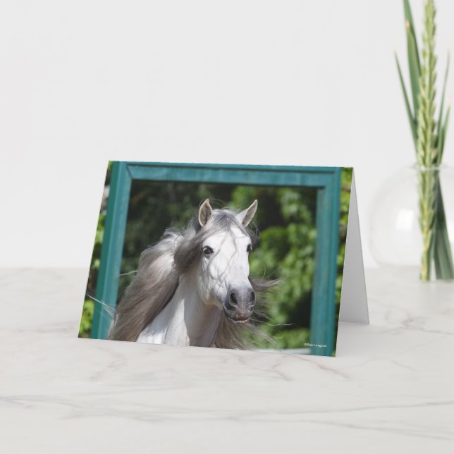Carte Bob Langrish | Tirage d'un stallion andalou gris (Devant)