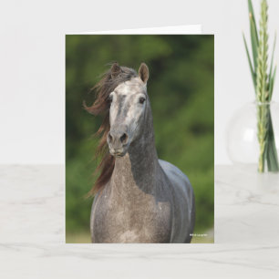 Carte Bob Langrish   Tirage d'un stallion andalou gris
