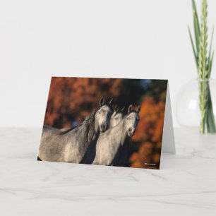 Carte Bob Langrish   Trois Arabes gris se rassemblent