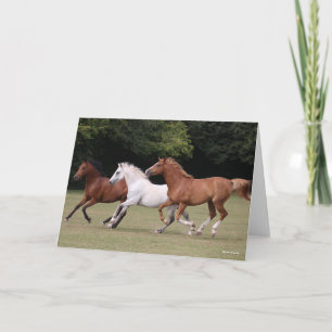 Carte Bob Langrish   Trois Chevaux Arabes Courant Ensemb