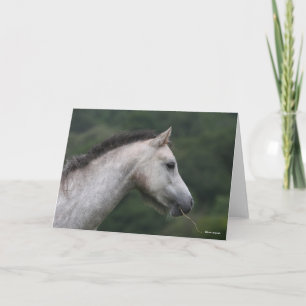 Carte Bob Langrish   Welsh Section A Pony Headshot