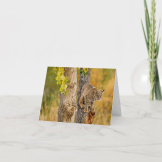 Carte Bobcat