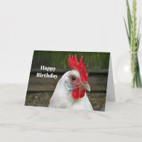 Boeuf à tête blanche - photo Anniversaire