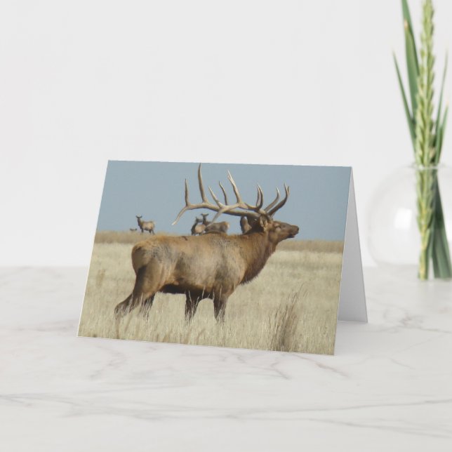 Carte Boîtier de troupeau E4 Bull Elk (Devant)