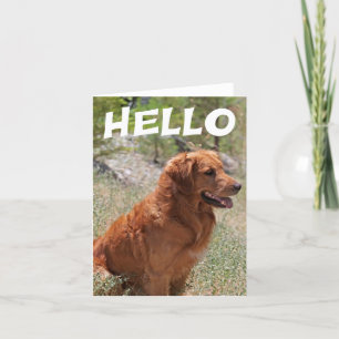 Carte Bonjour Golden Retriever Chien Chien Chien Blanc C