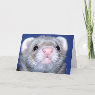 Carte BONJOUR ! Gros plan d'un furet curieux