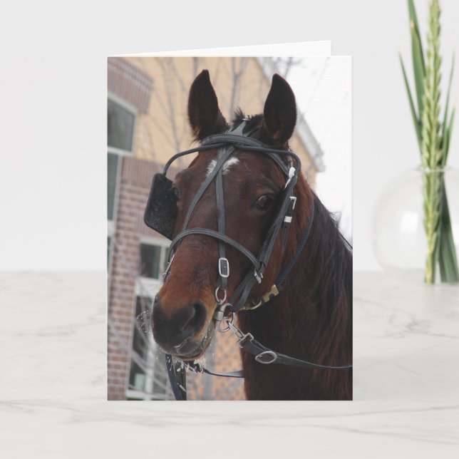 Carte Bonjour, Un Cheval Amish (Devant)