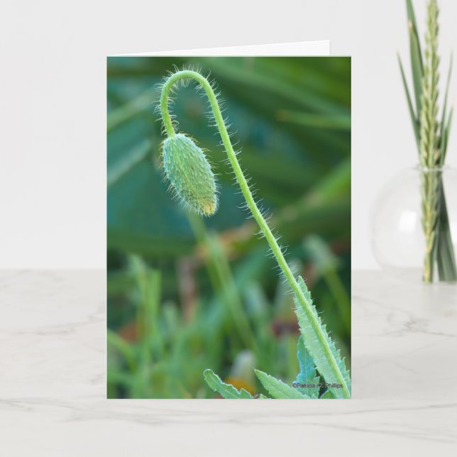 Carte Bonne chance sur les nouveaux débuts Poppy Bud Pho (Devant)