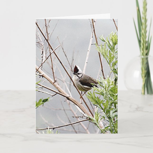 Carte Bonne journée des cheveux/Taiwan Yuhina Bird migno (Devant)