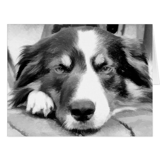 Carte BORDER COLLIE (Devant horizontal)