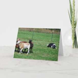 Carte Border Collie Herding Sheep Note