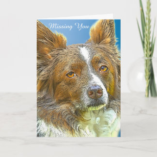 Carte Bordure Collie