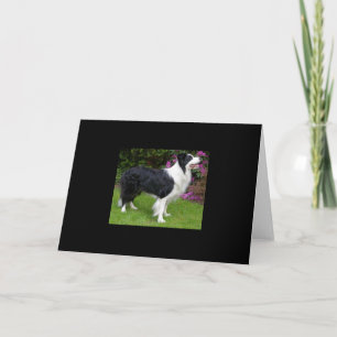 Carte Bordure Collie animal chien animal animal mignon D