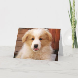 Carte Bordure or Collie Pup~Carte pour notes