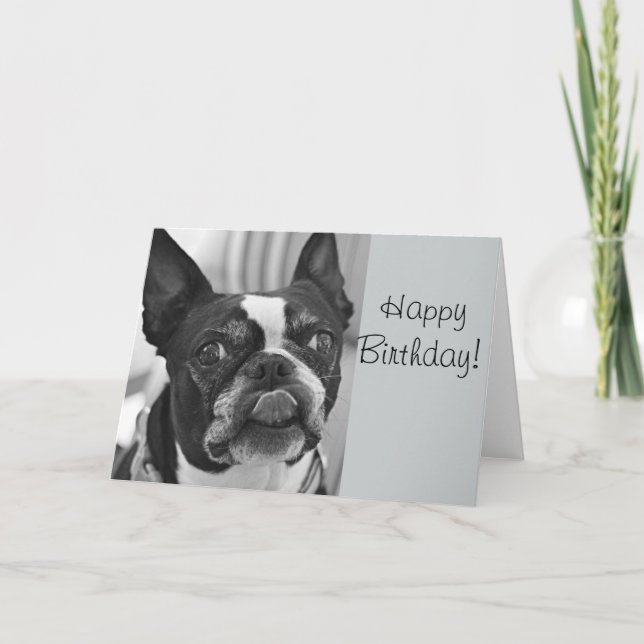 Carte Boston terrier (Devant)