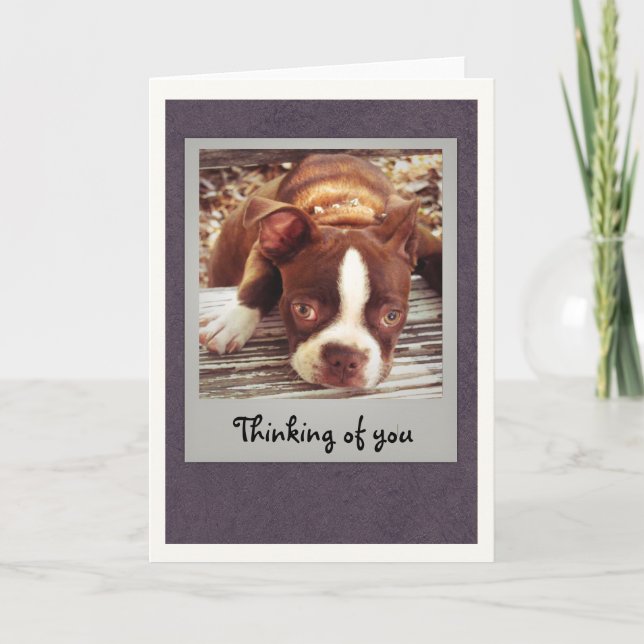 Carte Boston Terrier pensant à vous cardent (Devant)