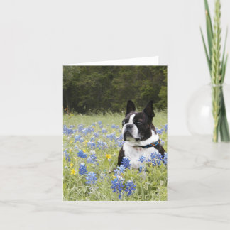 Carte Boston Terrier se reposant dans un domaine des