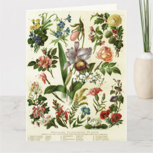 Carte Botaniques de fleurs