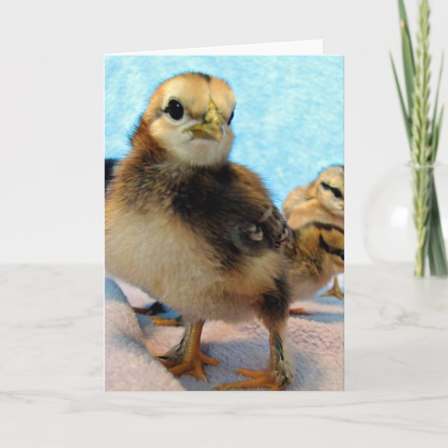 Carte Bottes et amis, poussins (Devant)