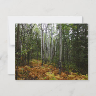 Carte Bouleaux blancs et fougères d'automne dans les mon