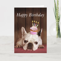 Bouledogue français avec le petit gâteau