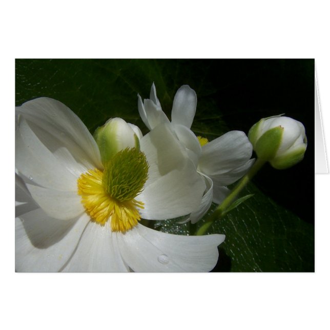 Carte Bouton (Devant horizontal)