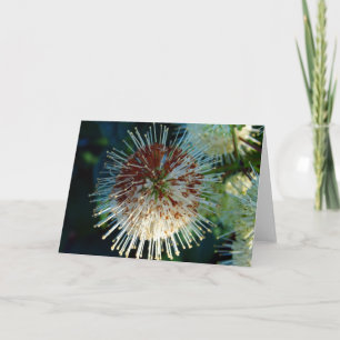 Carte Bouton Bush