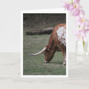 Carte Bovins Texas Longhorn