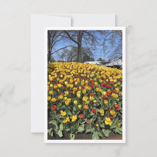 Carte Bowral Tulip Festival - Sydney NSW Australie (Devant)