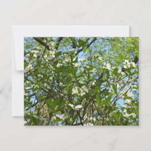 Carte Branche of Dogwood Blossoms Spring Trees
