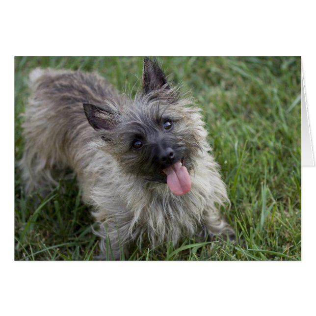 Carte Brindle Cairn Terrier (Devant horizontal)