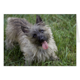 Carte Brindle de Terrier de cairn