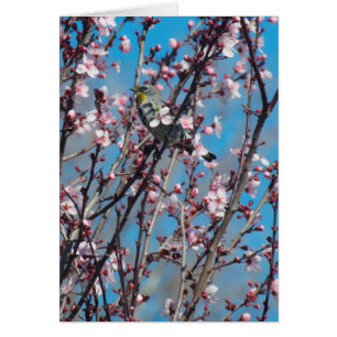 Carte - Bruant parmi les fleurs roses