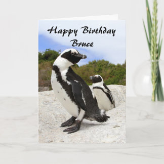 Carte Bruce Happy Birthday African Penguins Humour Card