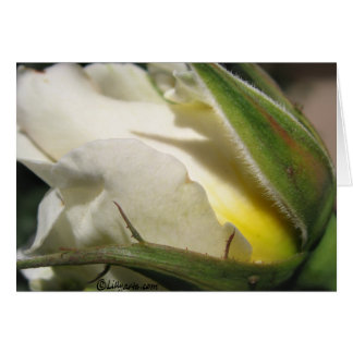 Carte Bud Rose blanche