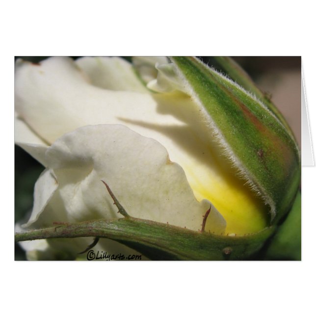 Carte Bud Rose blanche (Devant Horizontal)