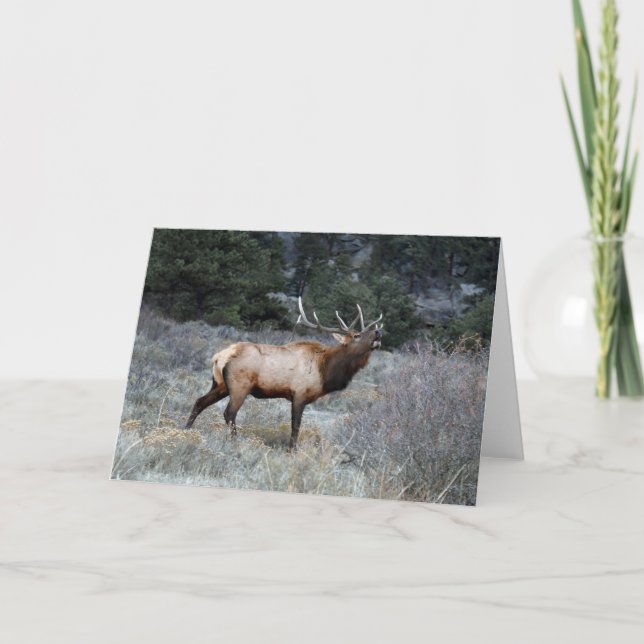 Carte Bull Elk (Devant)