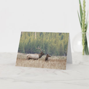 Carte Bull Elk dans le pré   Parc national de Yellowston