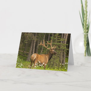 Carte Bull Elk en Velvet, Canada