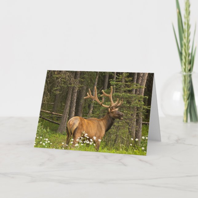 Carte Bull Elk en Velvet, Canada (Devant)