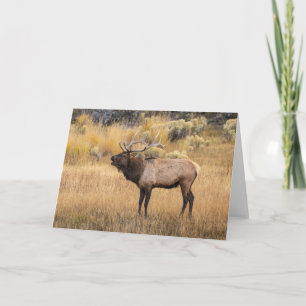 Carte Bull Elk   Parc national de Yellowstone